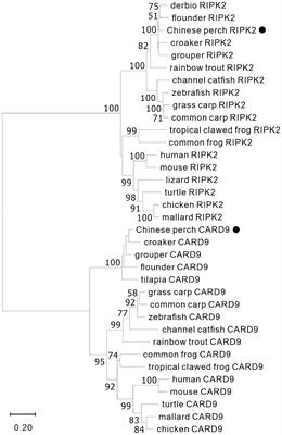 Transcription of NOD1 and NOD2 and their interaction with CARD9 and RIPK2 in IFN signaling in a perciform fish, the Chinese perch, Siniperca chuatsi